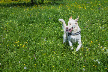 Hund rennt auf einer Wiese