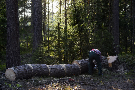 skog