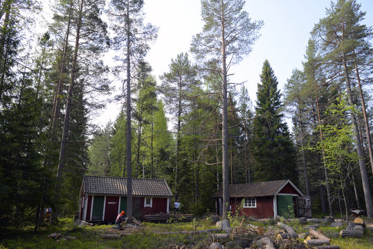 Skog
