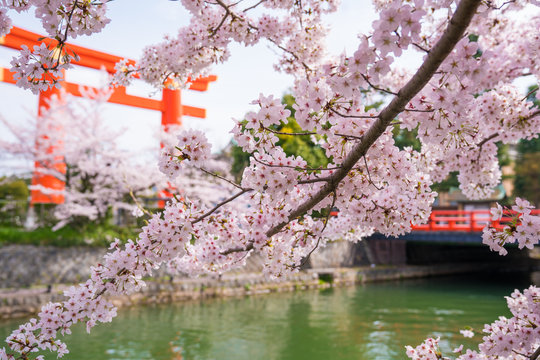 京都　平安神宮の大鳥居と桜
