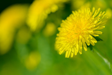 Yellow dandelion flowers (Taraxacum officinale). Dandelions field background on spring sunny day. Blooming dandelion.