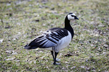 Fototapeta premium fågel,sverige,naturbild,stockholm,www.mbfoto.se,nacka