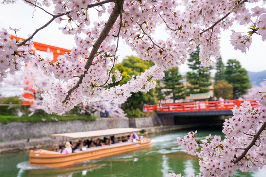 京都　岡崎疏水　桜　十石舟