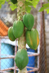  Papaya in tree