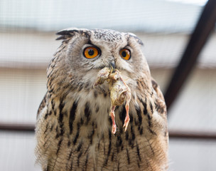 Bird eagle owl at the zoo