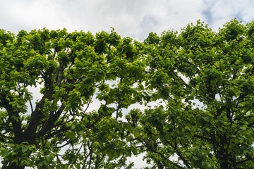 Bäume einer Allee im Himmel
