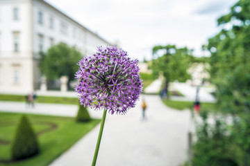 Zierlauch im Staudenbeet