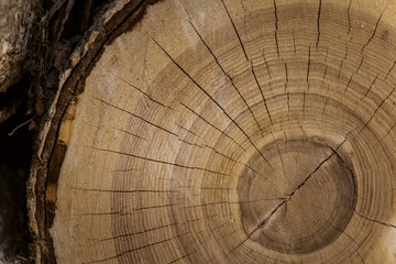 A beautiful close-up of a tree trunk. Wooden texture of age rings.