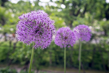 Fototapeta premium Zierlauch im Staudenbeet