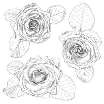 Hand drawn rose isolated on white background.  Vector illustration.