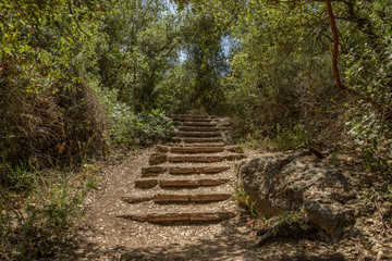 Stairs in the woods -  In the wooded hills around Jerusalem