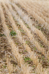 A beautiful pale pattern on a field in spring. Rows of last years straw.