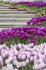 Many violet tulips around modern staircase