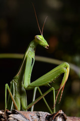 Macro portrait Mantis religiosa.