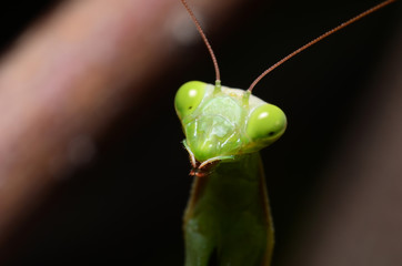 Macro portrait Mantis religiosa.