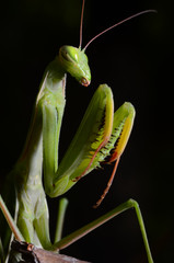 Macro portrait Mantis religiosa.
