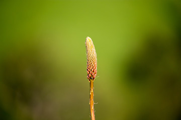 Unopened flower bud in nature