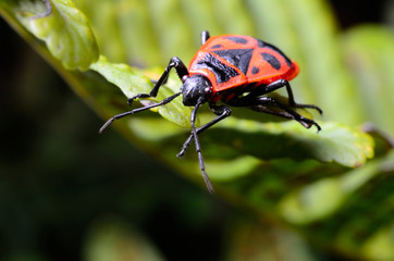 Red bug (Pyrrhocoridae)