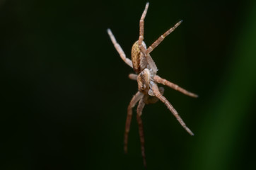 Spider paratrooper. Spider Levitation. (Philodromus dispar)