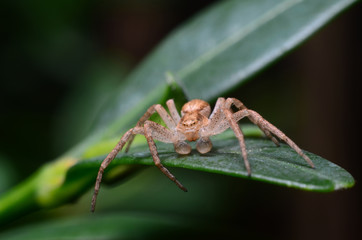 Spider on a green leaf is looking for a victim