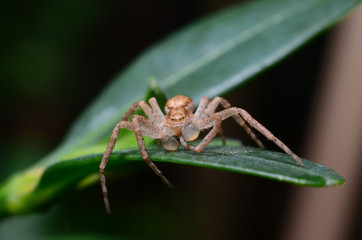 Spider on a green leaf cleans paws (Philodromus dispar)