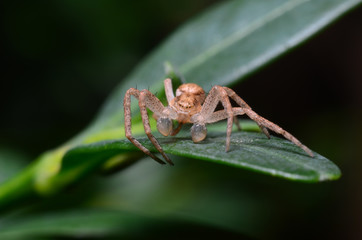 Spider on a green leaf cleans paws (Philodromus dispar)