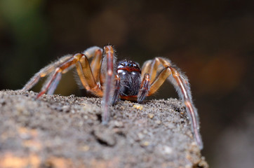 Scary spider in the garden
