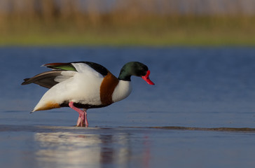 Common Shelduck - Tadorna tadorna - Curonian Lagoon, Lithuania