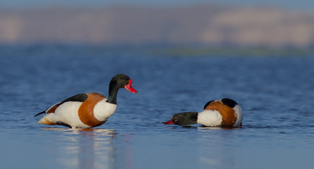 Common Shelduck - Tadorna tadorna - Curonian Lagoon, Lithuania