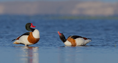 Common Shelduck - Tadorna tadorna - Curonian Lagoon, Lithuania