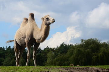 Camel trekking on a safari