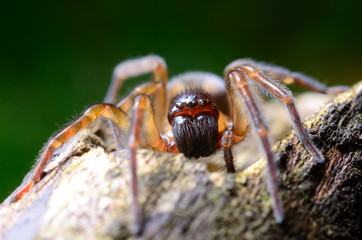 Scary spider in the garden