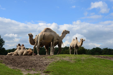 Camel trekking on a safari
