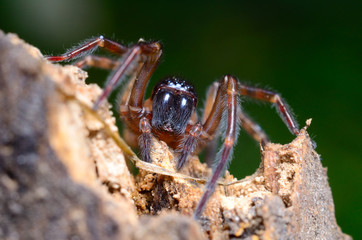 Scary spider in the garden