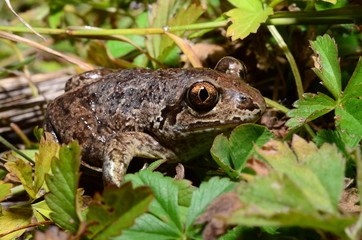 Frog in the grass