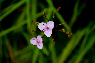 Pink Blossom