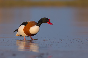 Common Shelduck - Tadorna tadorna - Curonian Lagoon, Lithuania