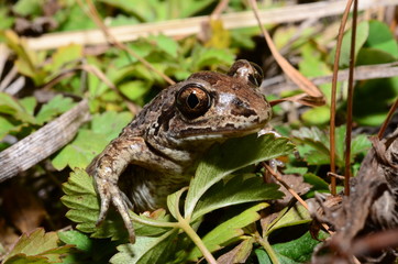 Frog in the grass