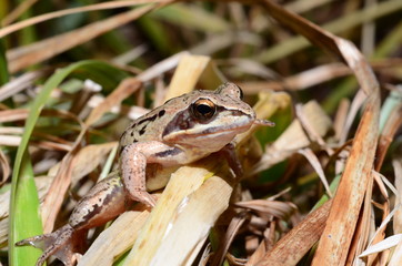 Frog in the grass