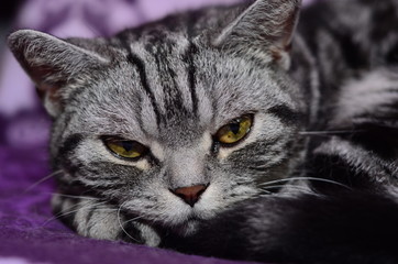 Scottish-Straight resting.