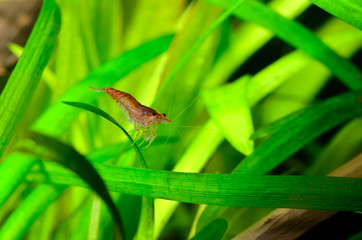 Shrimp swims in aquarium with green plants