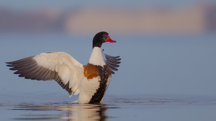 Common Shelduck - Tadorna tadorna - Curonian Lagoon, Lithuania