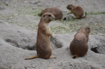 Marmots on duty. Prairie dog