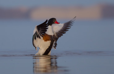 Common Shelduck - Tadorna tadorna - Curonian Lagoon, Lithuania