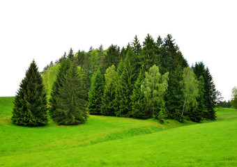Fototapeta na wymiar Trees on green field on white background.