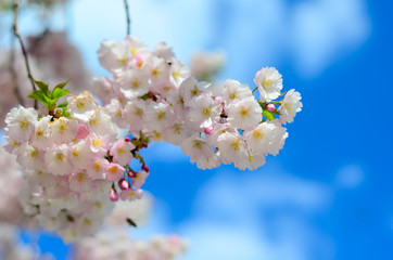 Sakura flowers. Spring flowering trees.