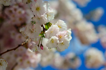 Sakura flowers. Spring flowering trees.