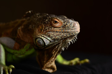 Green iguana (Iguana iguana) on a black background