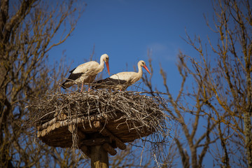 Beautiful white storks in a nest high on a pole in spring
