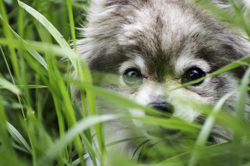 Fototapeta premium Eyes German spitz playing in the grass